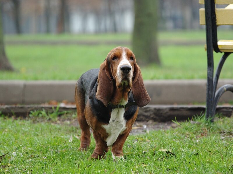 Basset Hound in Park — Green