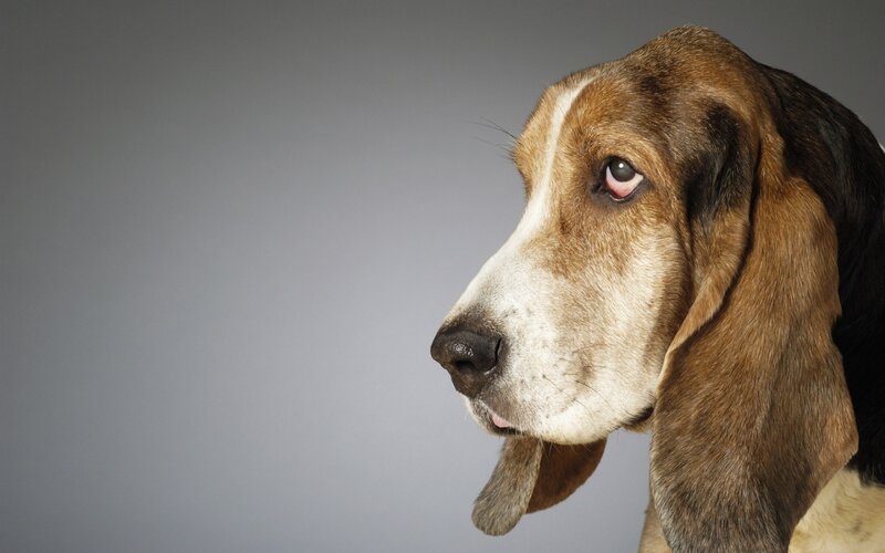 basset hound in profile