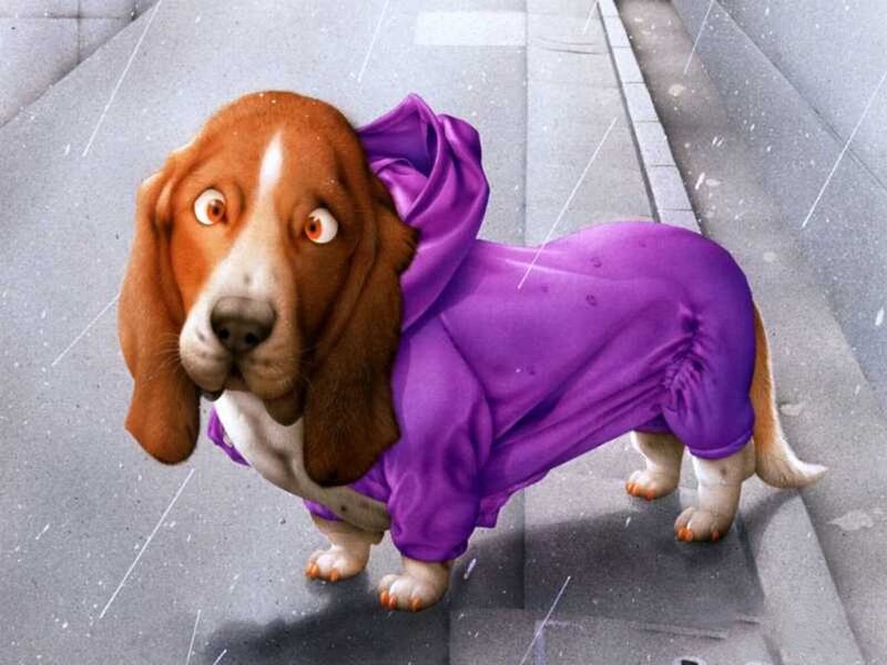 Basset Hound in Raincoat