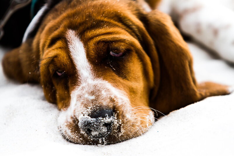 Basset Hound in Snow — Brown