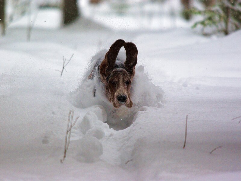 Basset Hound in Snow