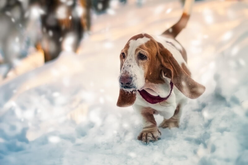 Basset Hound in Snow — White, Active