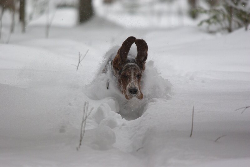 Basset Hound in Snow — White, Active, Winter, Photograph