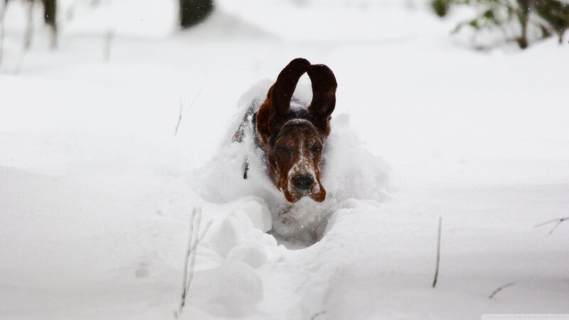 Basset Hound in Snow — White, Cold