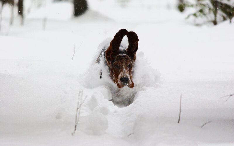 Basset Hound in Snow — White, Playful