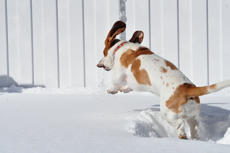 Basset Hound in Snow — White