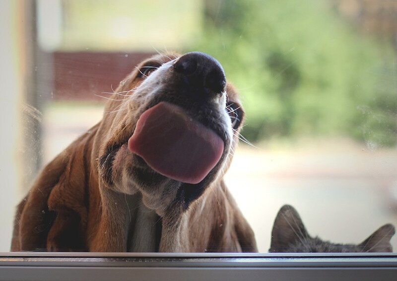 Basset Hound Licking Window