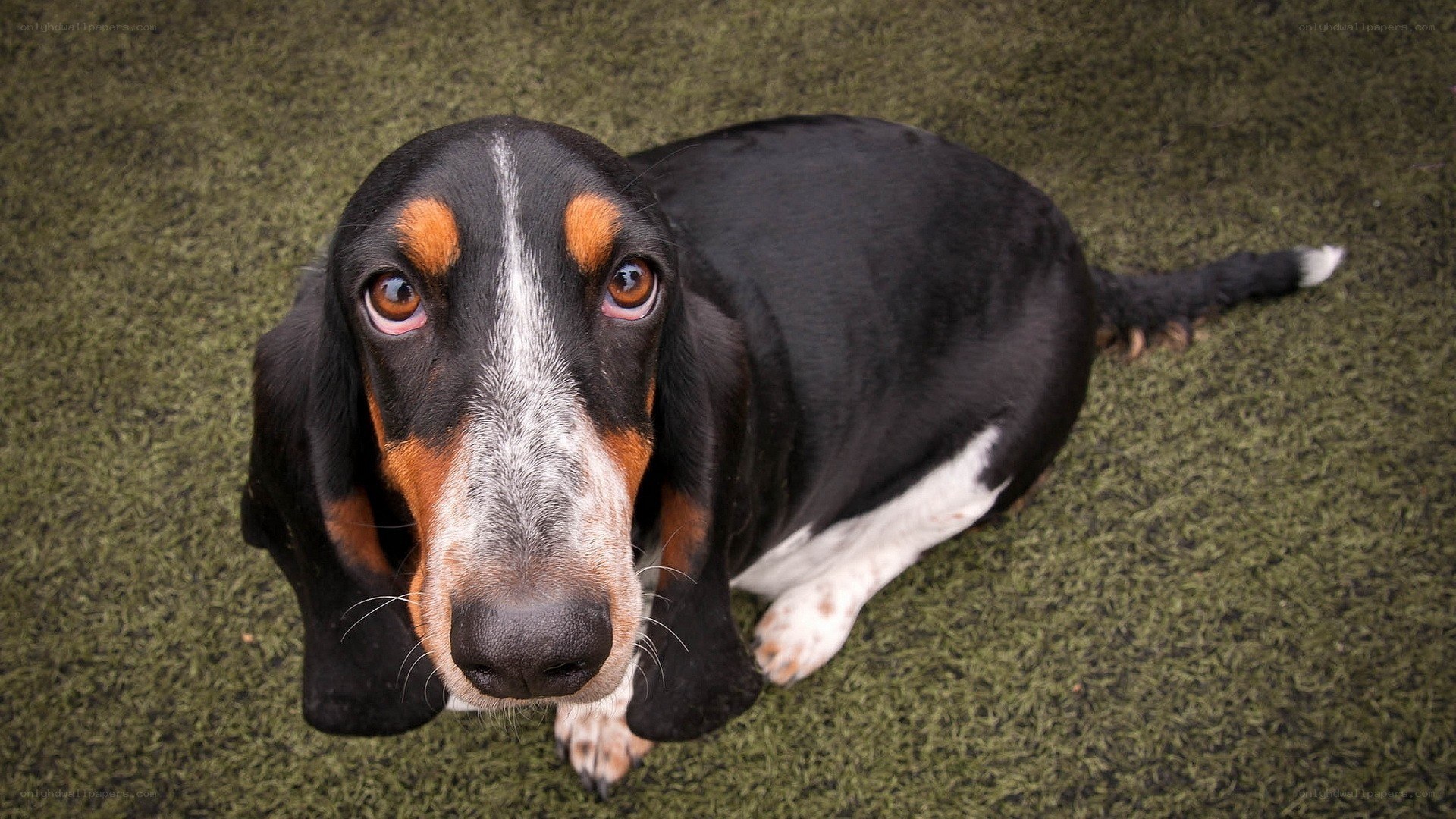 Basset hound looking up
