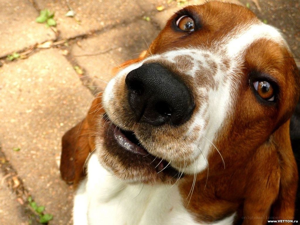 Basset hound looking up