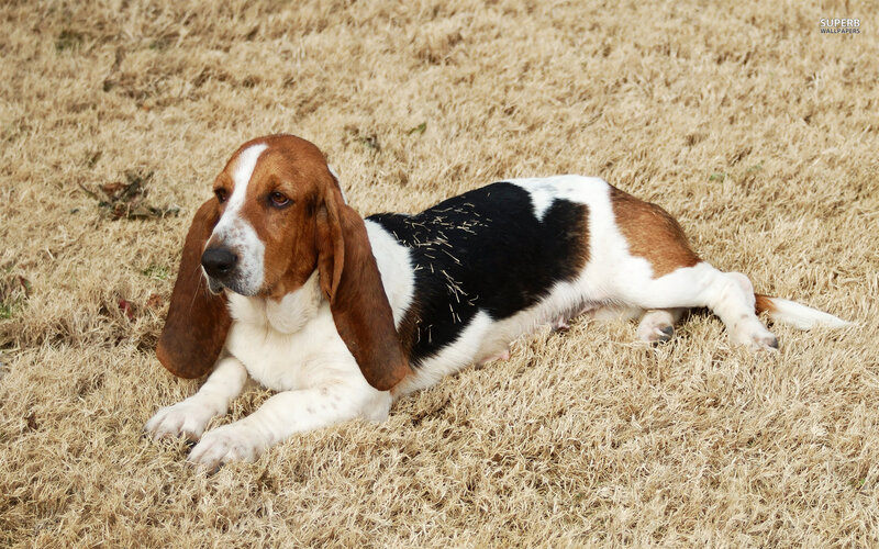 Basset Hound Lying Down — Brown, Calm, Afternoon
