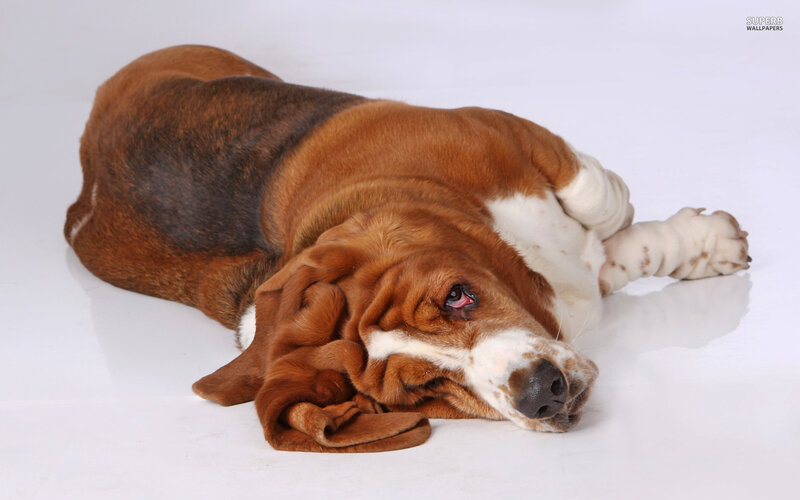 Basset Hound Lying Down — Brown, Calm