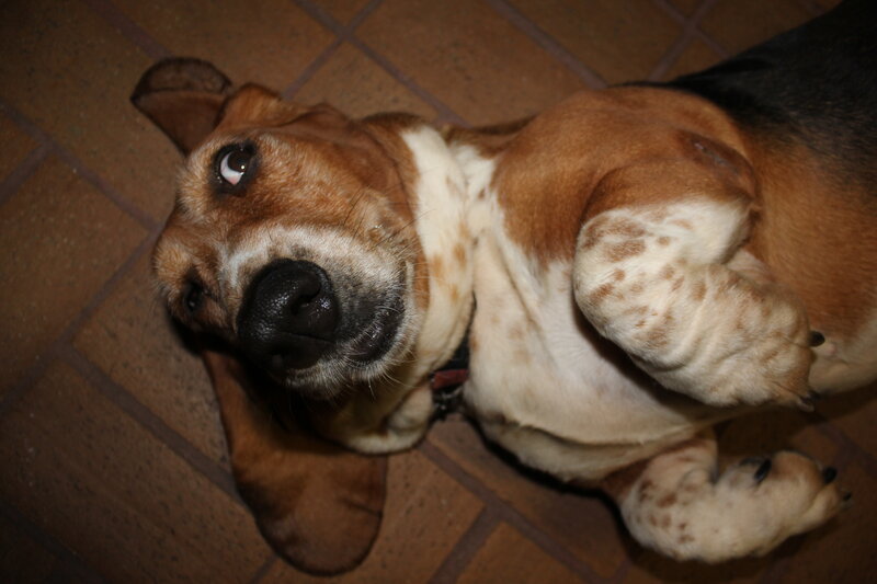 Basset Hound Lying Down — Brown