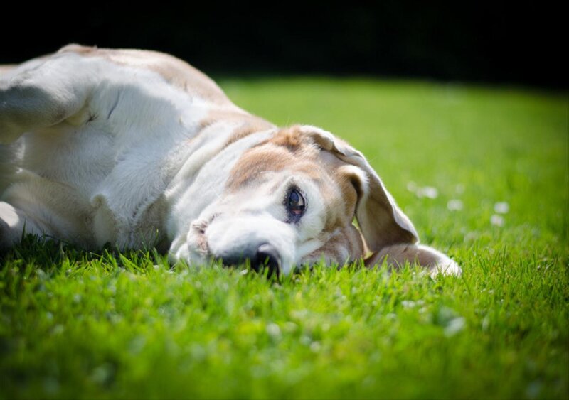 Basset Hound Lying Down — Green