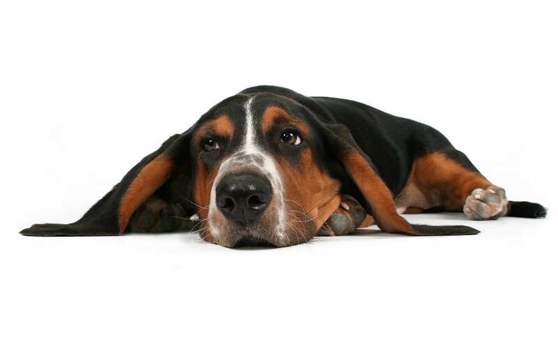 basset hound lying down