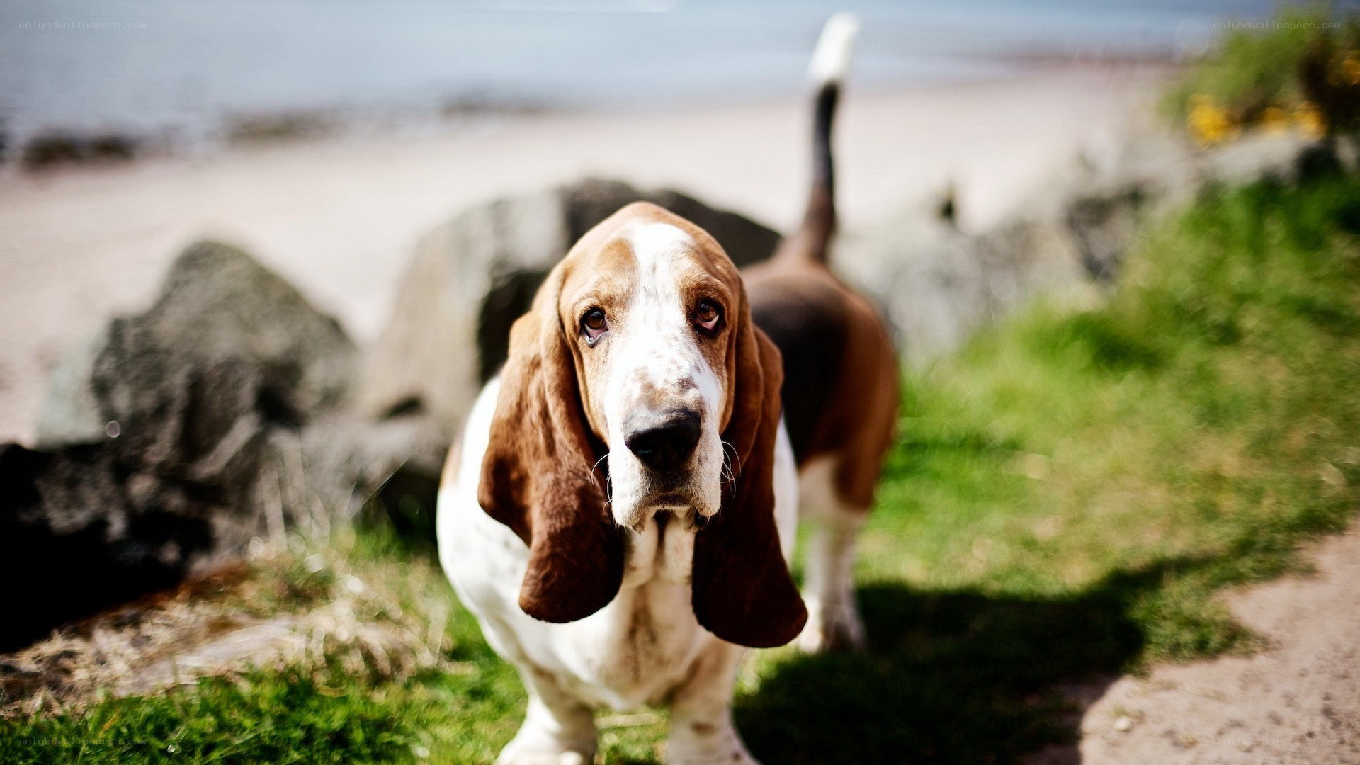Basset hound on a beach