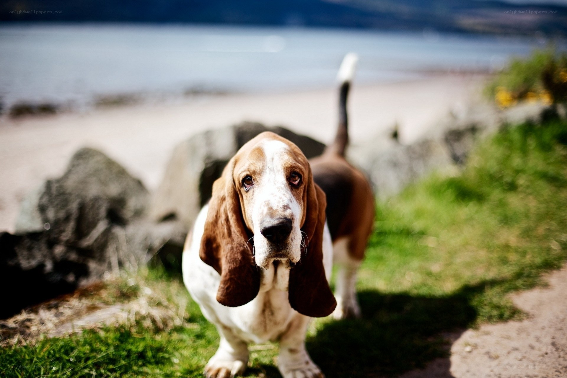 Basset hound on a beach