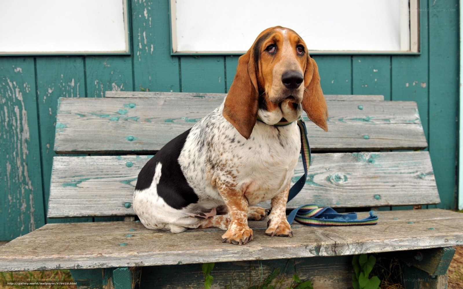 Basset hound on a bench