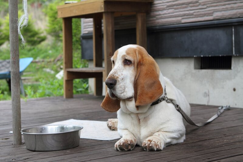 Basset hound on a deck