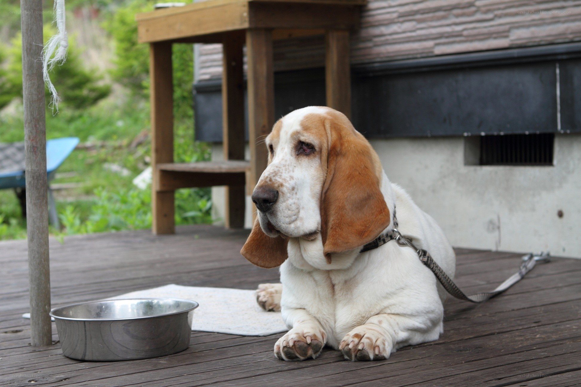 Basset hound on a deck