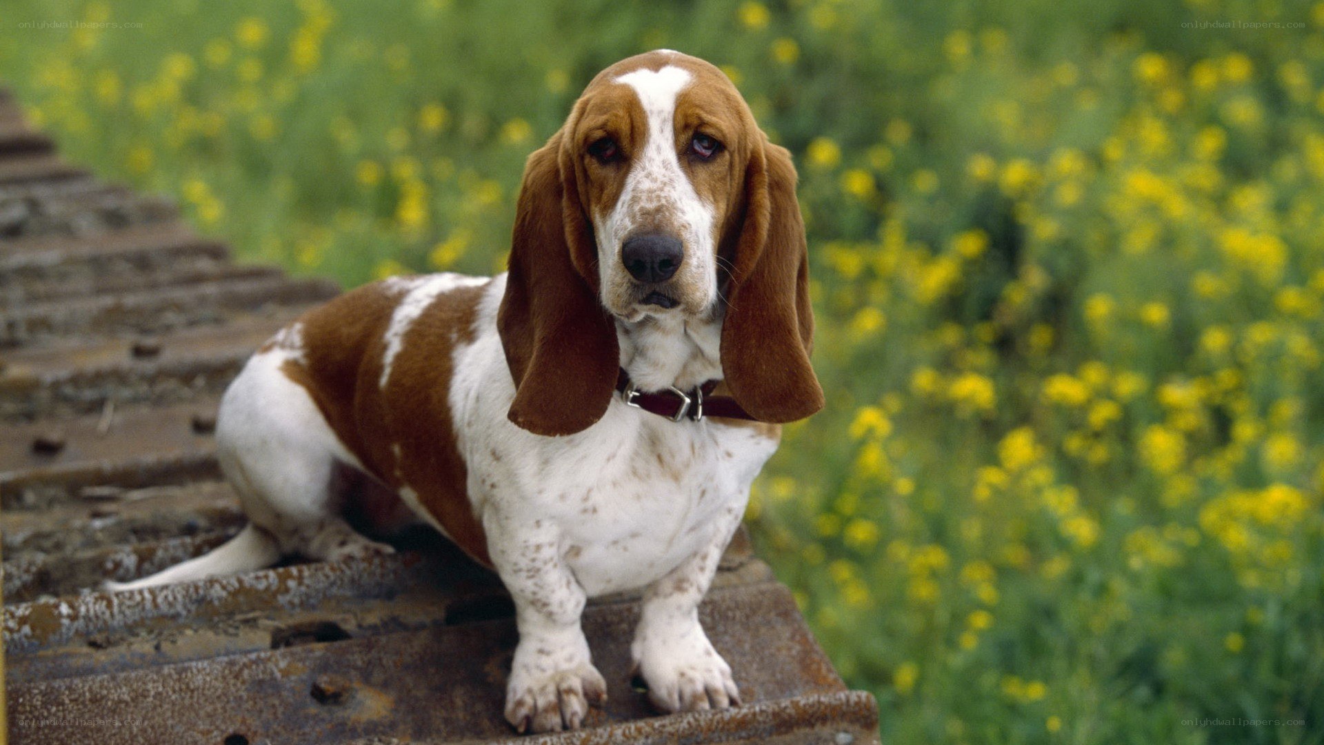 Basset hound on a rail