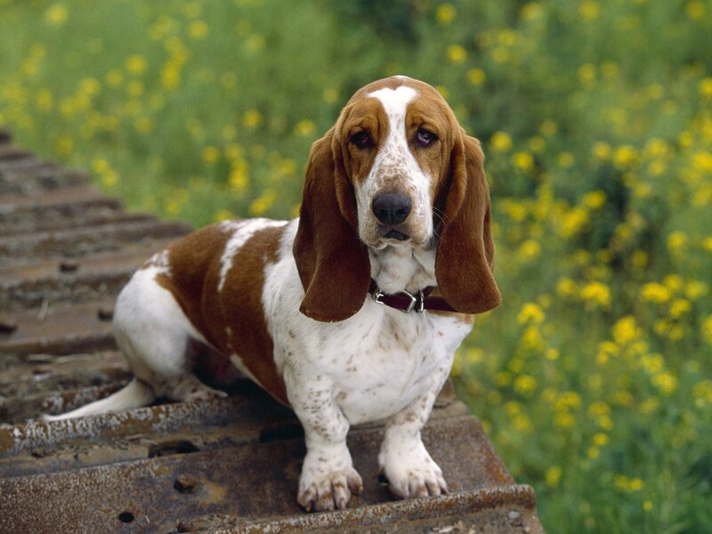 Basset hound on a wooden bridge