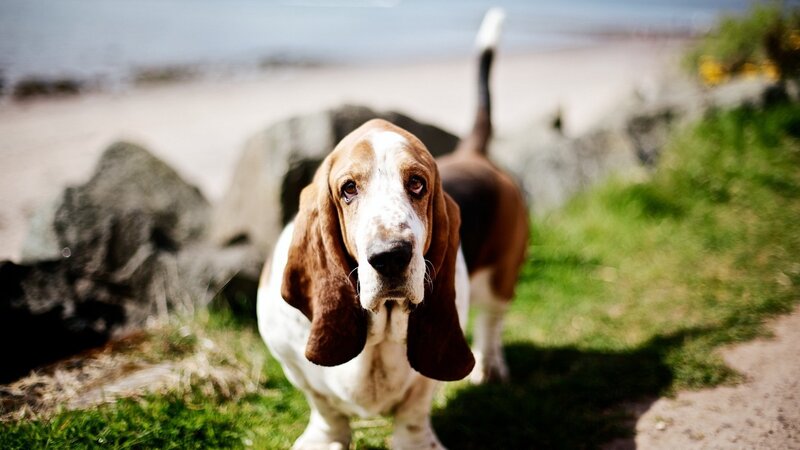 Basset Hound on Beach — Brown