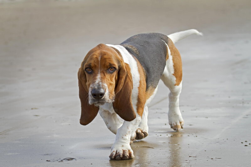 Basset Hound on Beach