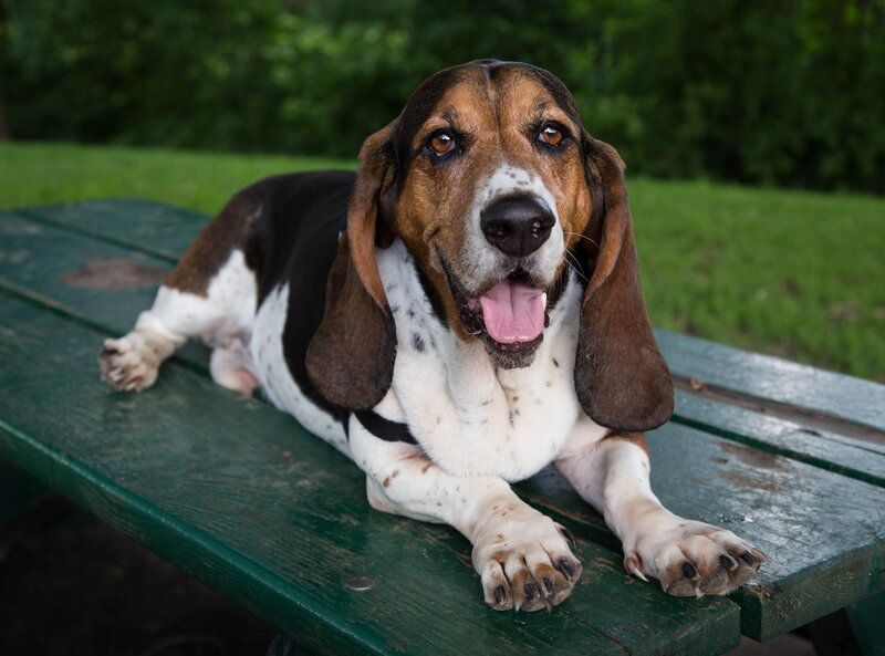 Basset Hound on Bench — Green