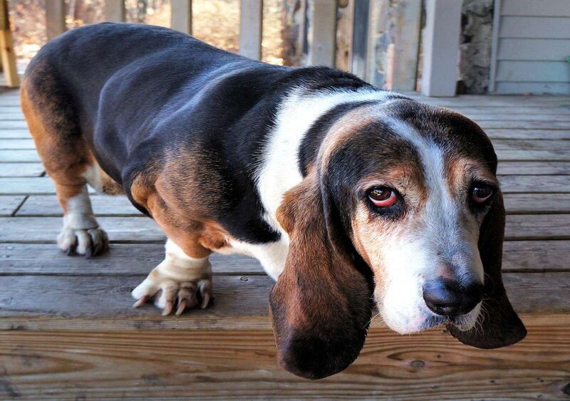 Basset Hound on Deck