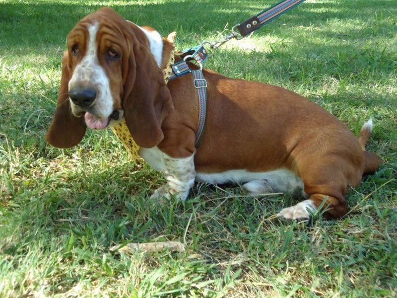 Basset Hound on Grass — Brown