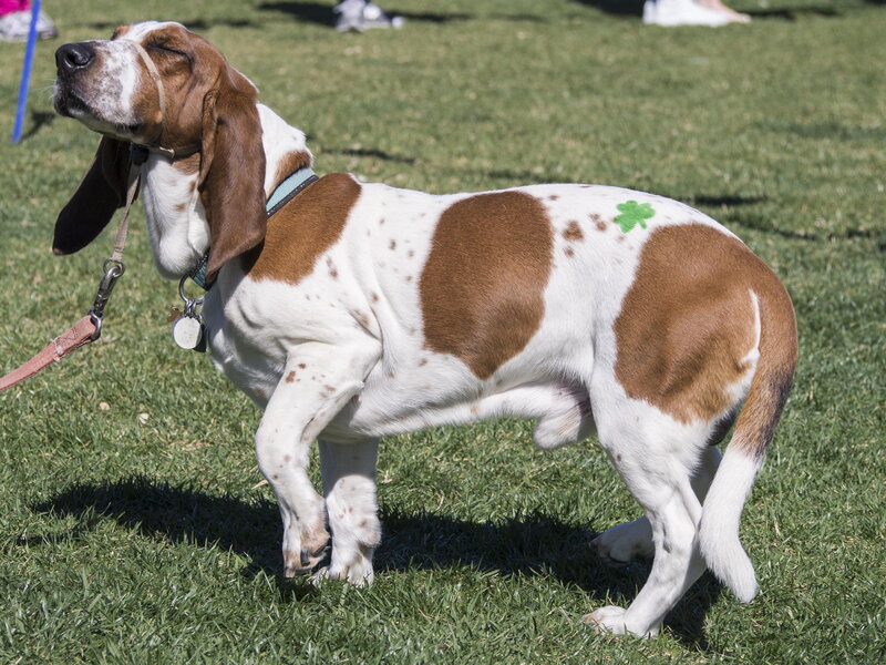 Basset Hound on Grass — Green
