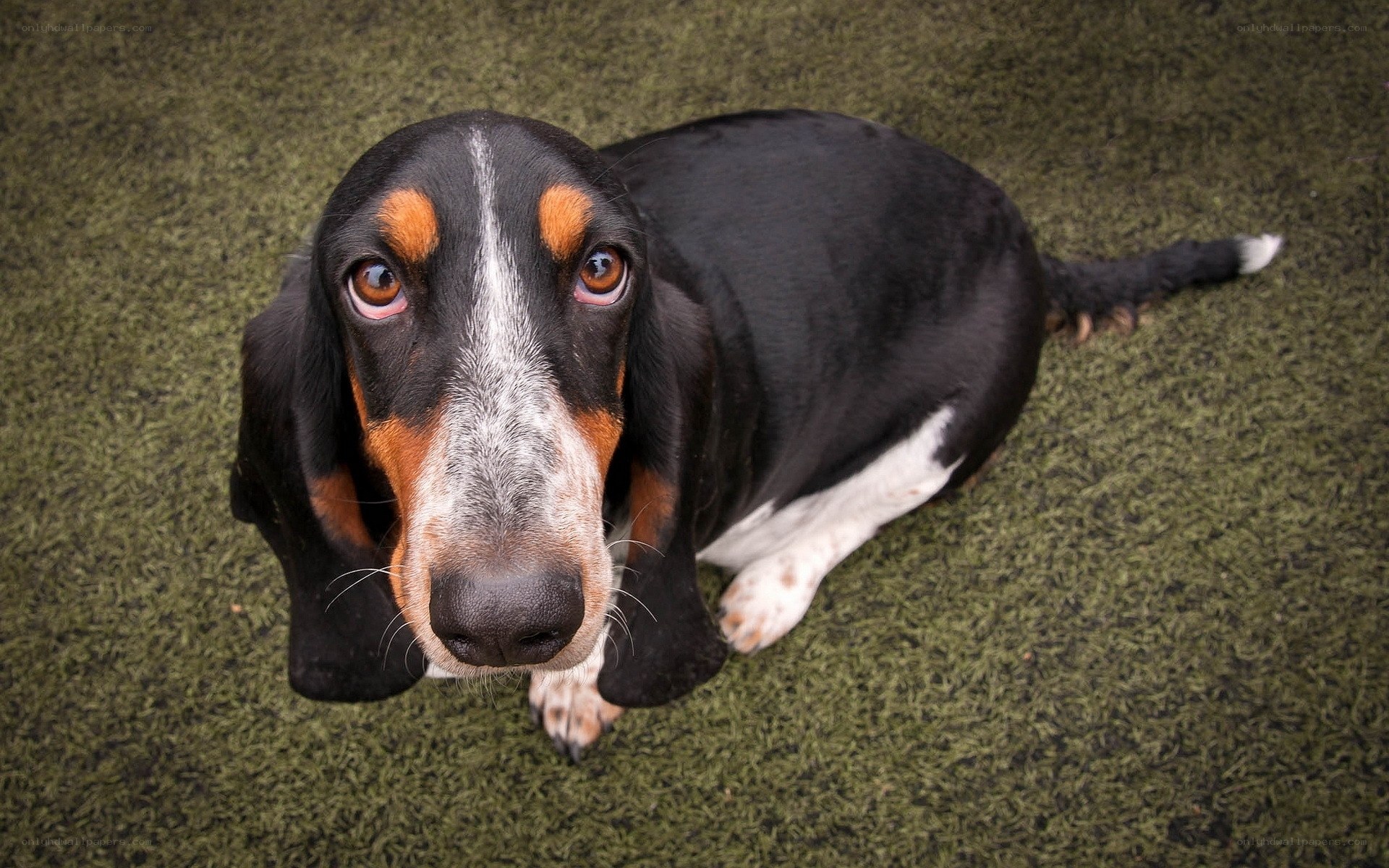 Basset hound on green turf
