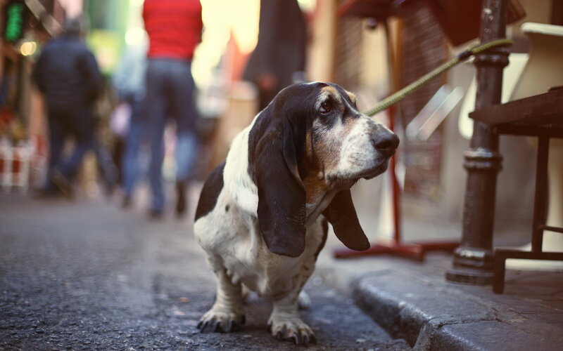 Basset Hound on Street
