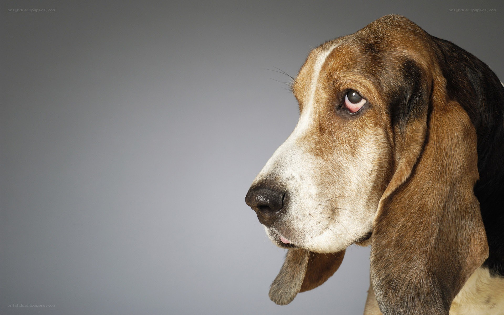 basset hound portrait