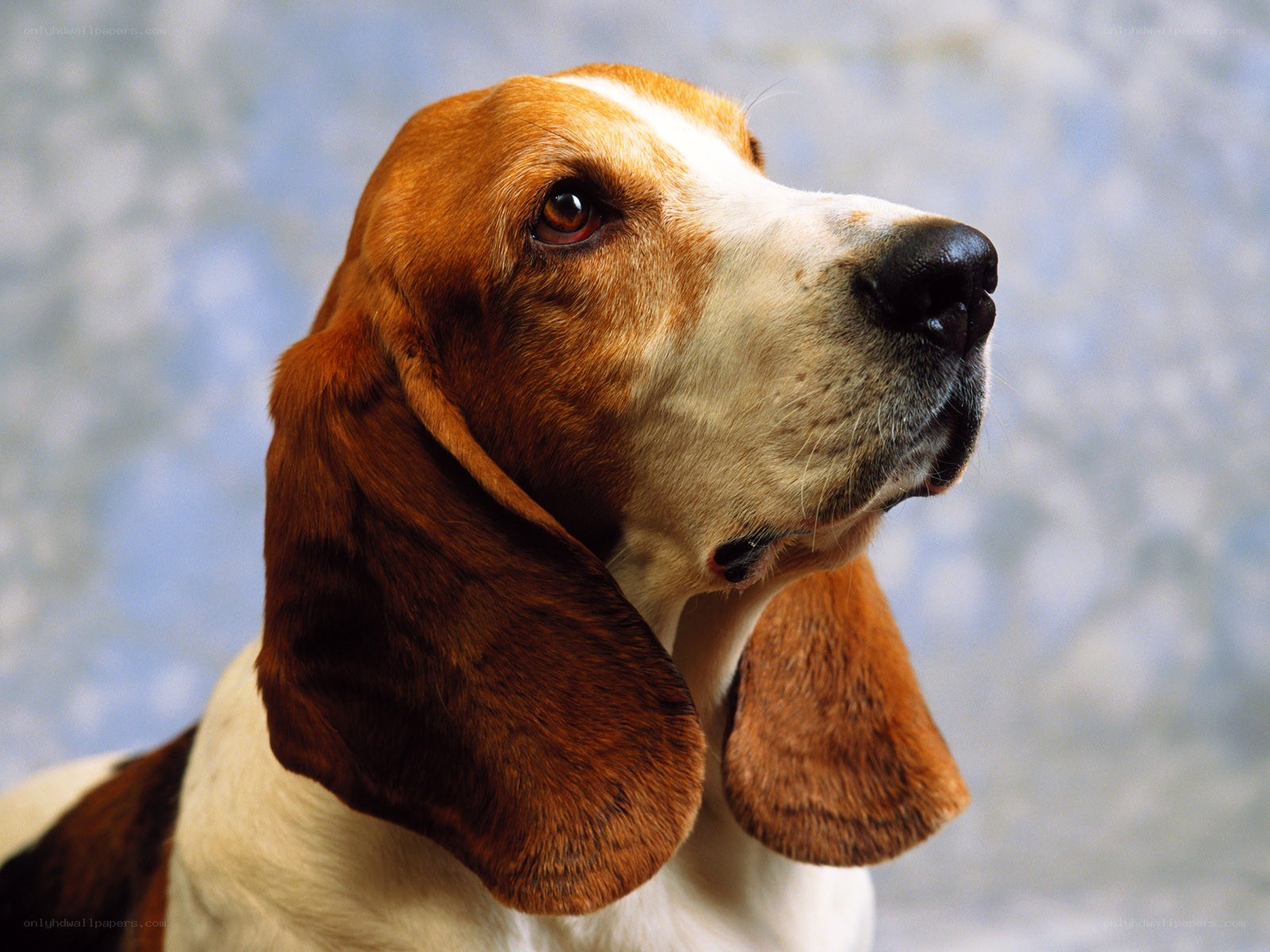 Basset hound portrait