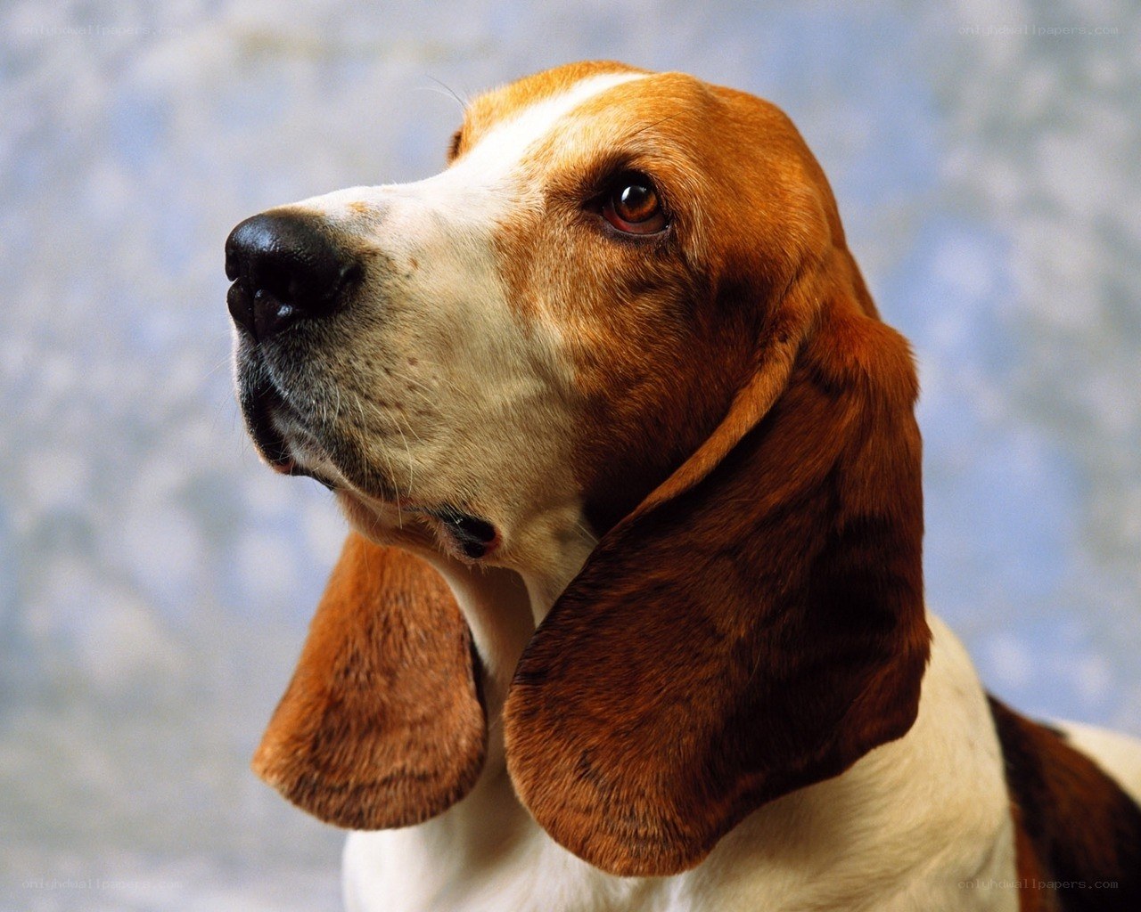 Basset hound portrait