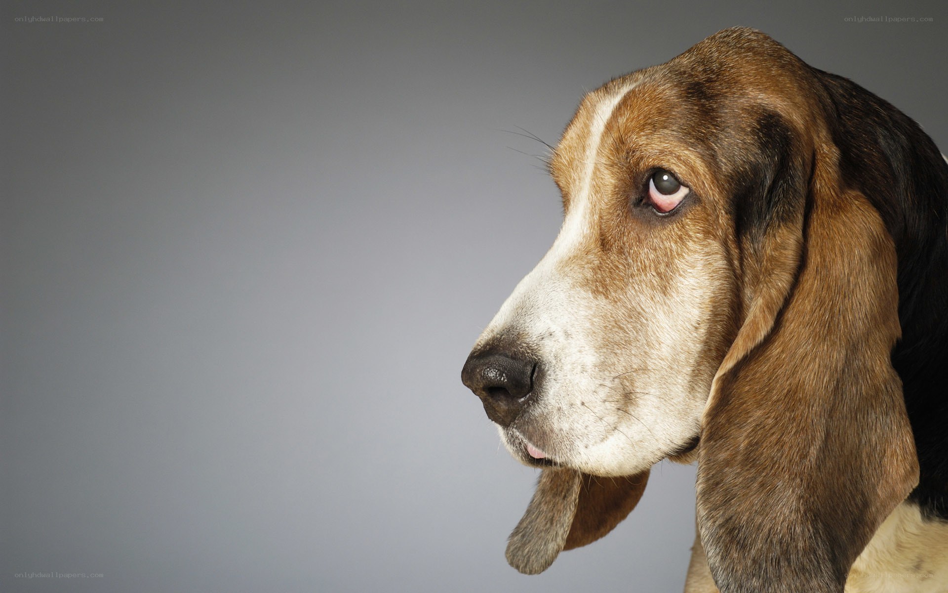 Basset hound portrait