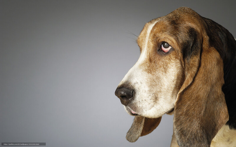 basset hound portrait
