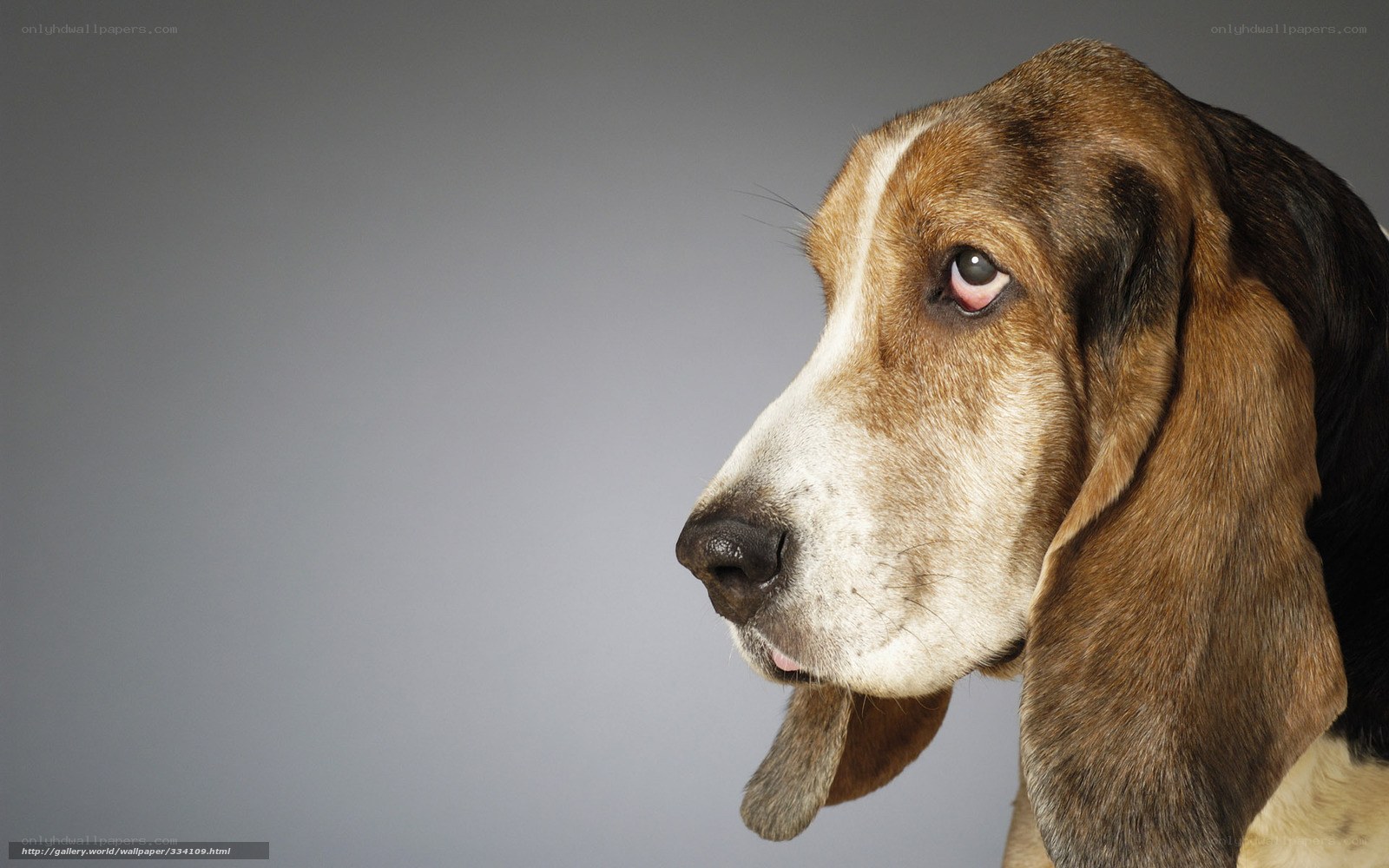 basset hound portrait