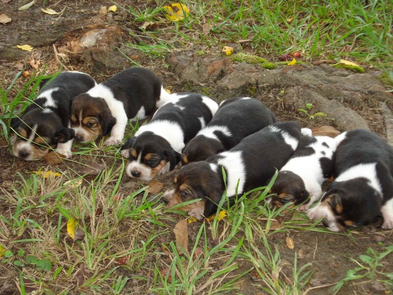 Basset Hound Puppies — Black