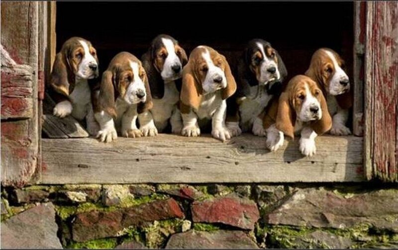 Basset Hound Puppies
