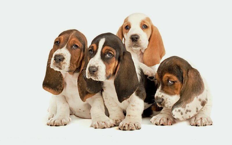 Basset Hound Puppies — White