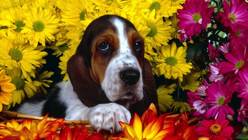 basset hound puppy among flowers