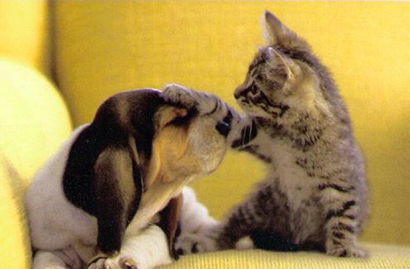 Basset Hound Puppy and Kitten