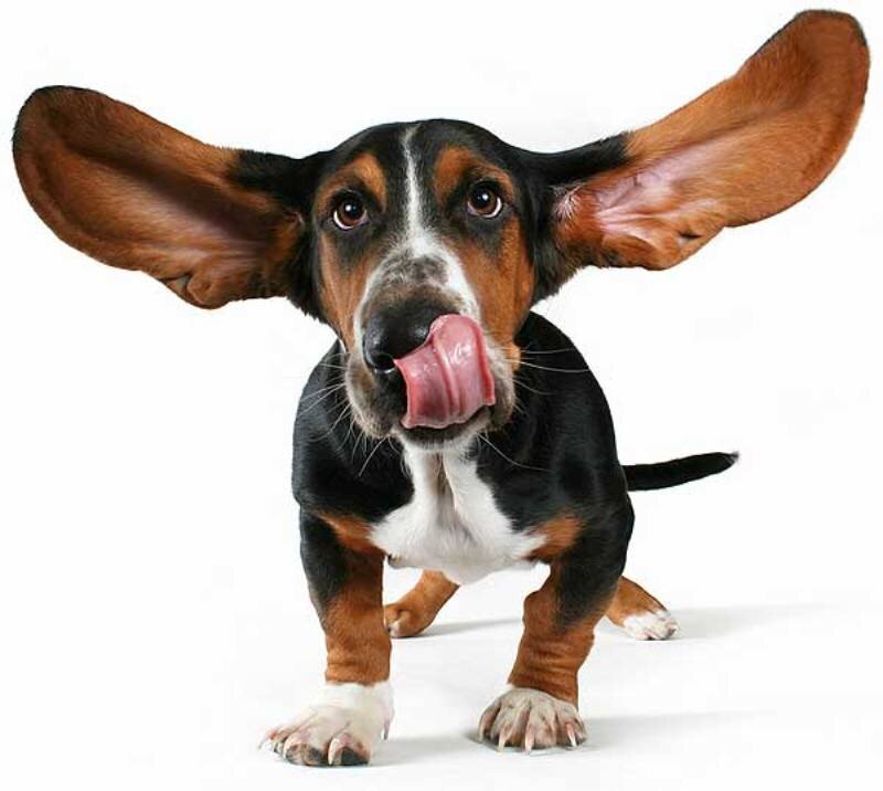 Basset Hound Puppy — Black