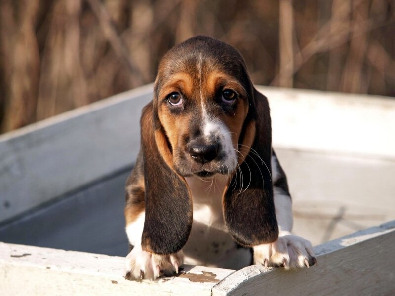 Basset Hound Puppy — Brown, Calm, Afternoon, Photograph, Wooden Box