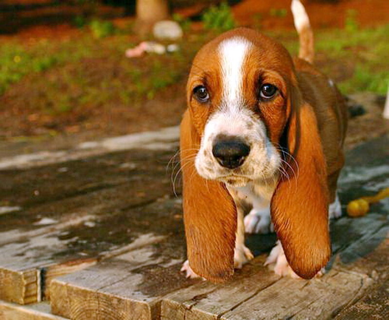 Basset Hound Puppy — Brown, Calm, Afternoon