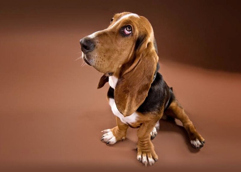 Basset Hound Puppy — Brown, Calm, Photograph