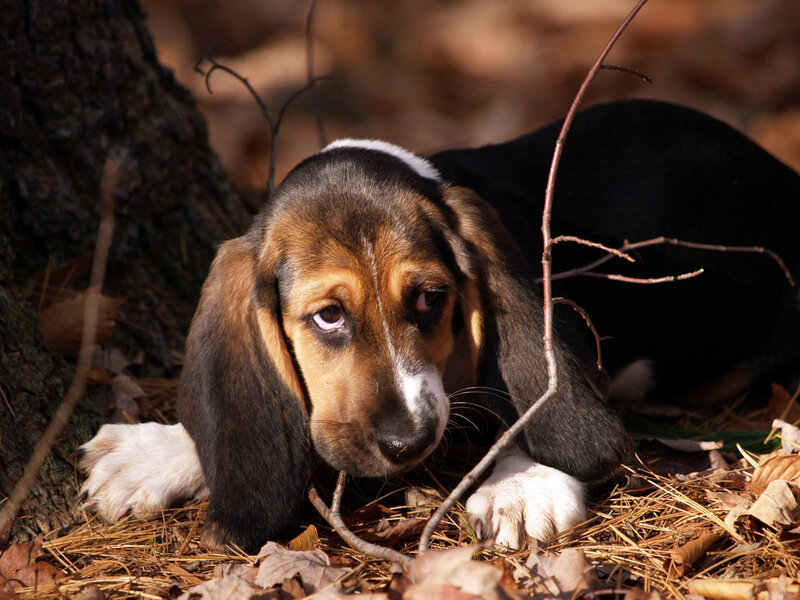 Basset Hound Puppy — Brown, Calm