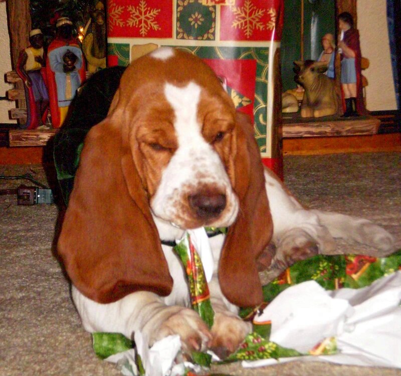 Basset Hound Puppy — Brown, Calm, Winter